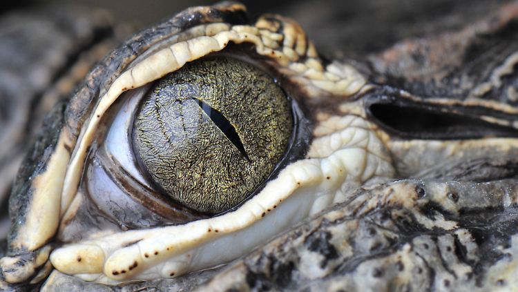 Die Familien der Echten Krokodile und Alligatoren gibt es schon seit 80 Millionen Jahren.