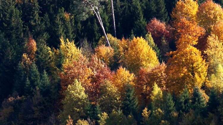 Mischwälder sind widerstandsfähiger gegenüber Umwelteinflüssen.