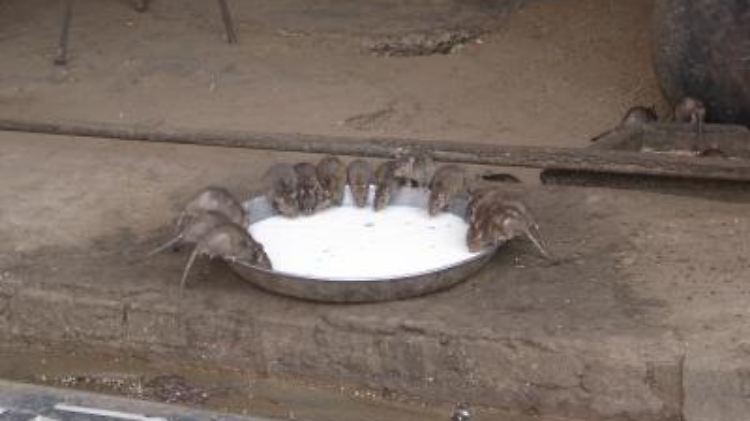 Ratten in einem Tempel in Indien.