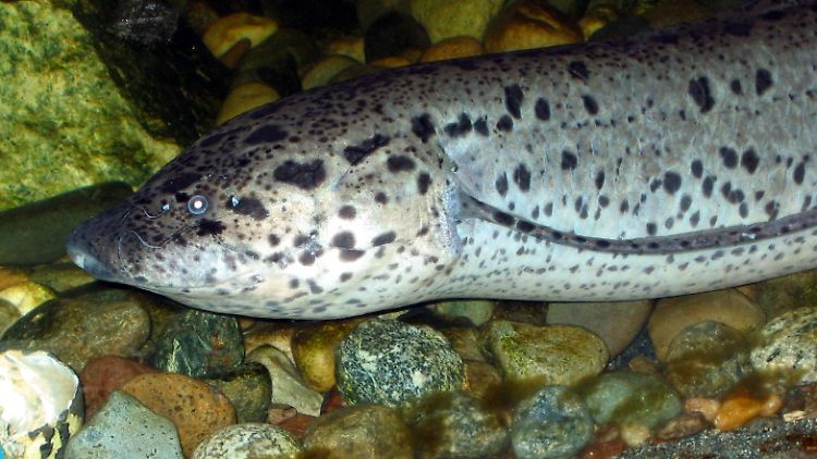 Der Afrikanische Lungenfisch - ein lebendes Fossil.