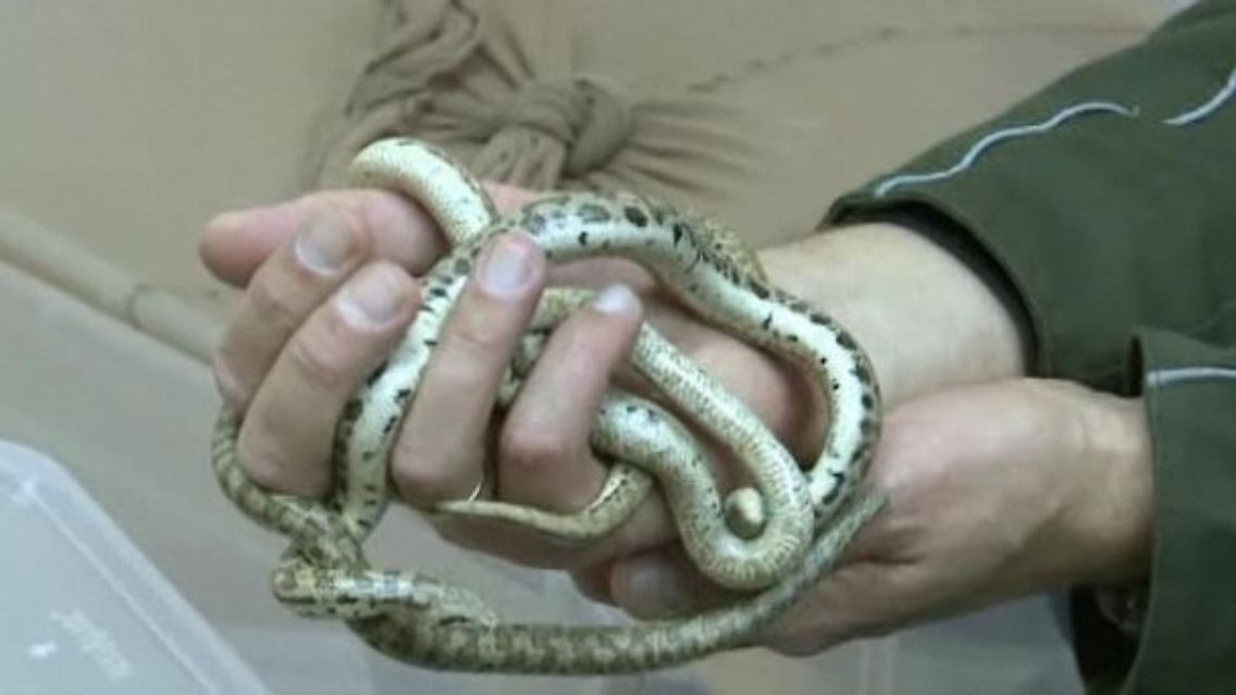 Reptilienschmuggel.jpg
