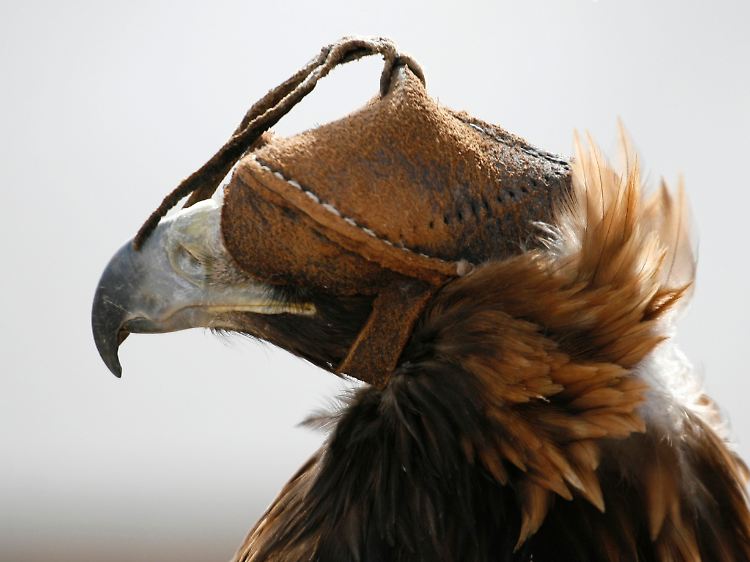 Was vor ihm liegt, kann der Vogel unter dieser Kopfbedeckung nur erahnen: Nicht viel anders ergeht es manchem Anleger.