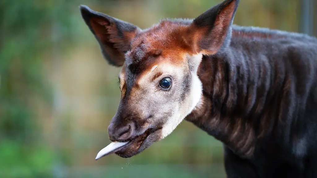 Mit-dem-Okapi-Kabl-Makasi-hat-die-Stuttgarter-Wilhelma-Nachwuchs-einer-gefaehrdeten-Art