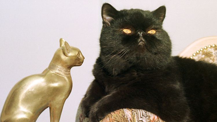 Ob sich Katzen etwas aus Gold und schnödem Mammon machen?