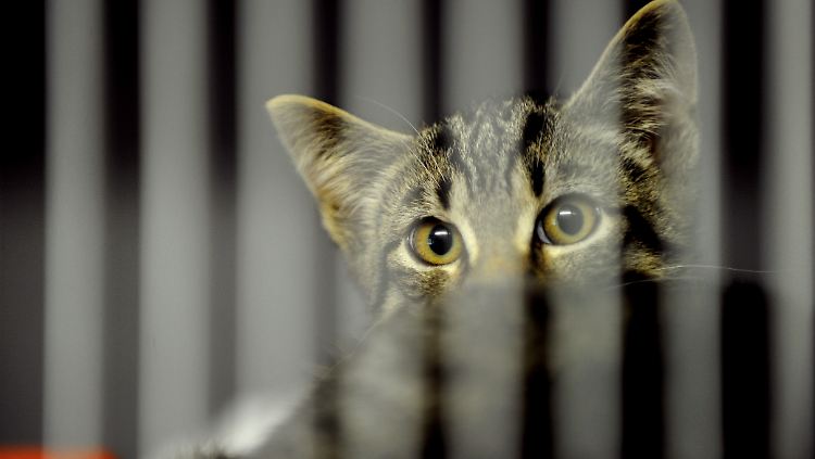 Diese Katze war von dem Paar nicht betroffen, dafür sollen es aber rund 30 andere Hunde und Katzen gewesen sein.