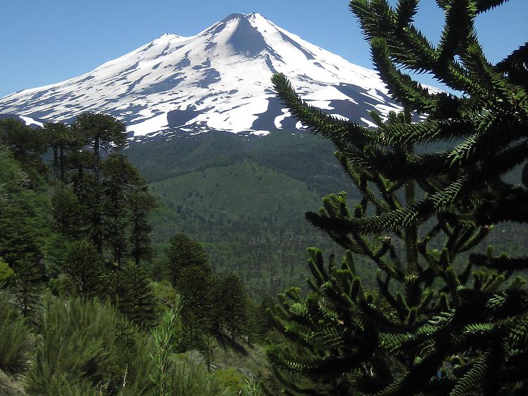 Im Nationalpark Conguillio ist die Araukarie die Königin der Bäume.