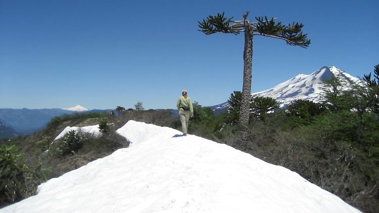 Im chilenischen Frühsommer stapft man hoch oben im Parque Nacional Conguillio noch durch Schneefelder.