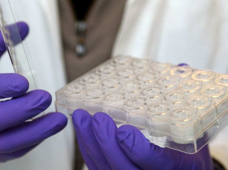 Ein Mitarbeiter des Fraunhofer Instituts mit einer Platte mit Gewebekulturen.