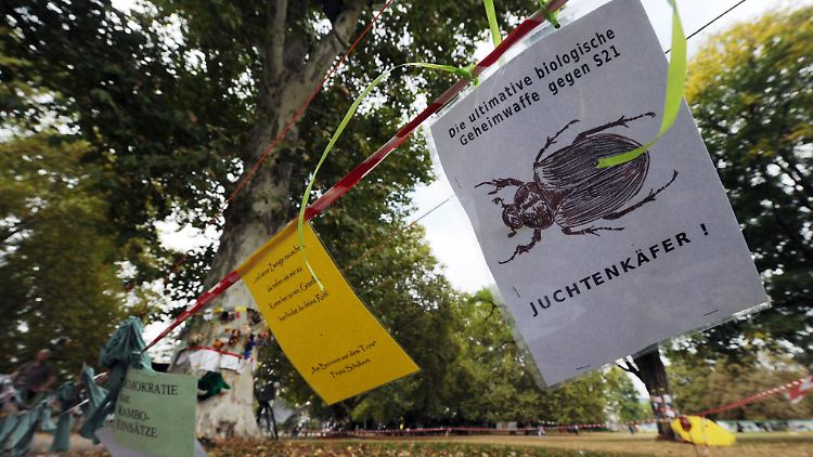 Der Juchtenkäfer hat es im Zuge der Auseinandersetzung um Stuttgart 21 zu Berühmtheit gebracht.
