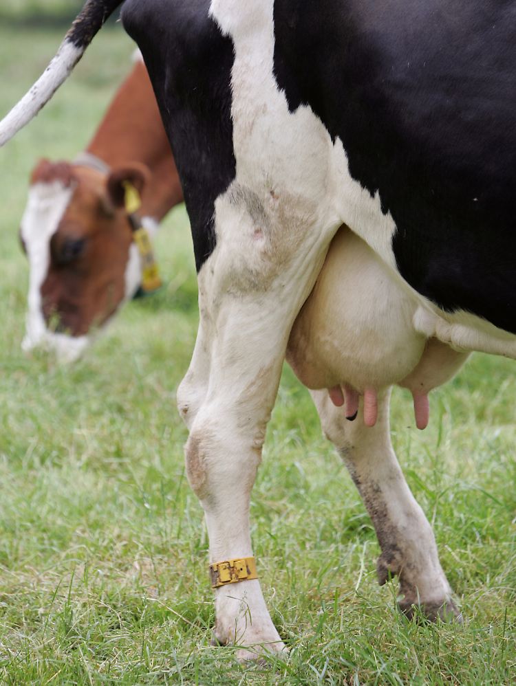 "Das bringt nichts": Staatssekretär Gert Lindemann.