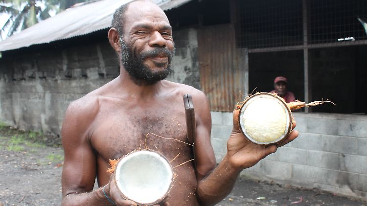 Frische Kokosnuss von einer Plantage in Karkar, Papua-Neuguinea.