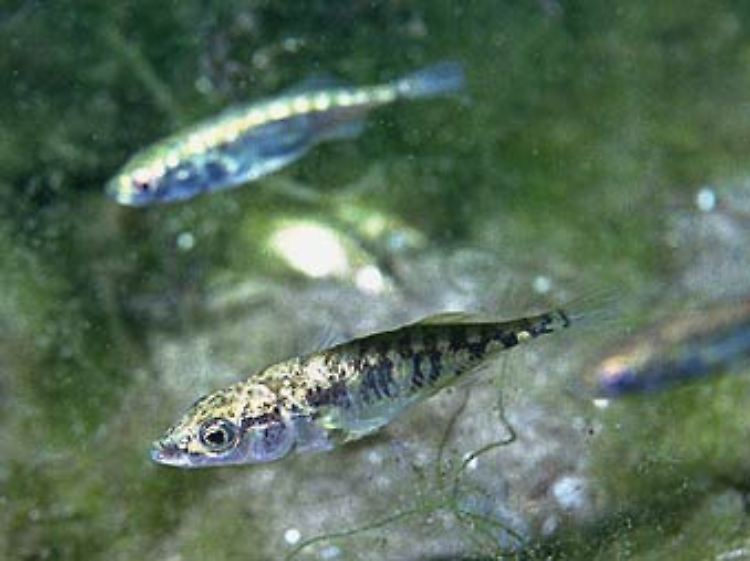 Fischparasiten beeinflussen das Verhalten von Dreistachligen Stichlingen.