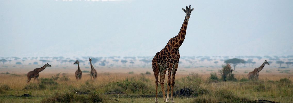 Giraffen im Massai Mara Naturschutzgebiet im Süden Kenias.