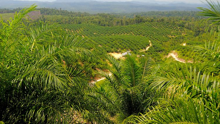 Palmölplantage auf Sumatra in Indonesien.