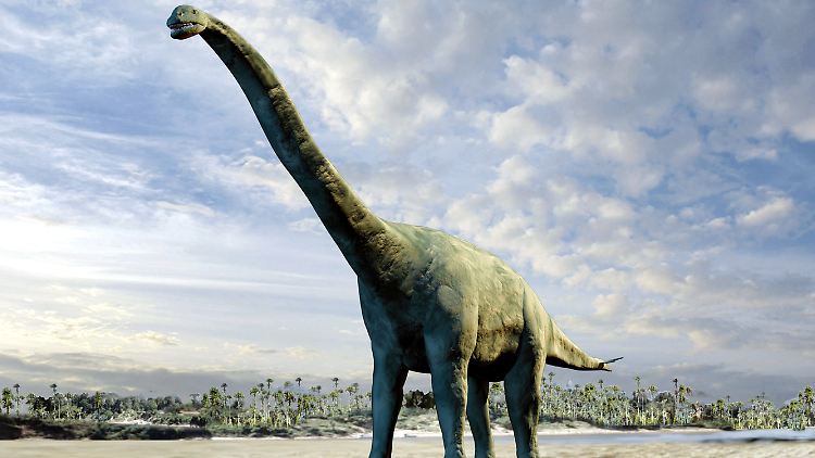 So soll der "Spinophorosaurus nigerensis" ausgesehen haben. Die Stacheln trug er an der Schwanzspitze.