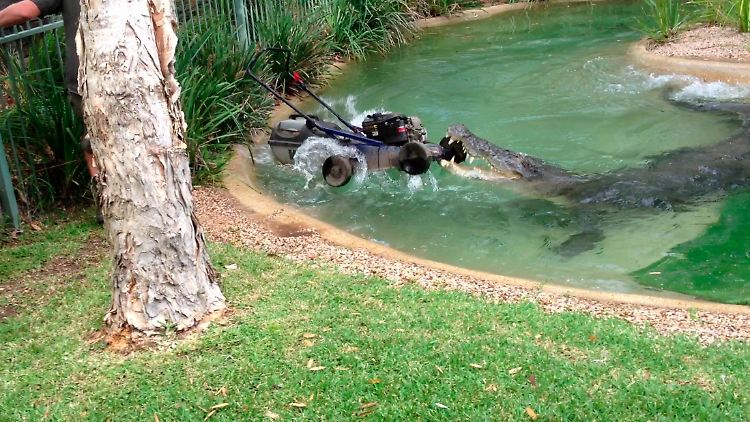 Zwei Zähne verliert Elvis beim Zuschnappen.