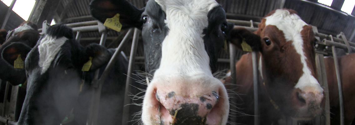 Freuen sich über die Aufmerksamkeit, verstehen das Thema aber nicht wirklich: Milchkühe bei der Arbeit.