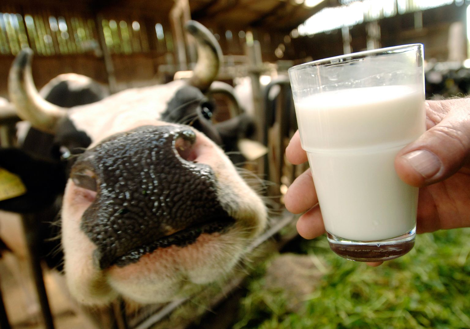 Der Streit um die Milchpreise eskaliert: Europaweit flammen im September 2009 neue Proteste auf. Die Milchviehhalter kämpfen gegen die Lockerung der Milchquote und das Preisdiktat der Molkereien. Sie sehen sich in ihrer Existenz bedroht.