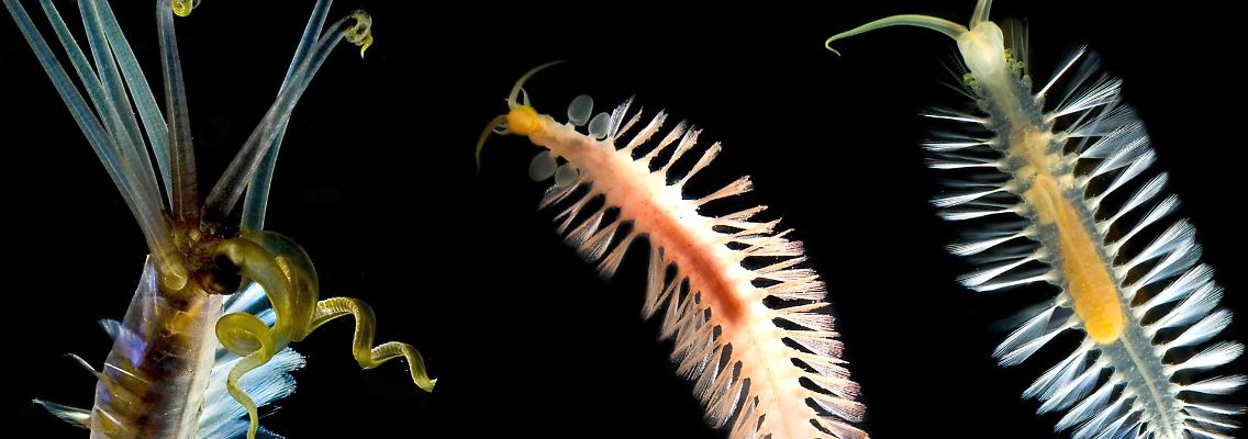 Ist da der Wurm drin?