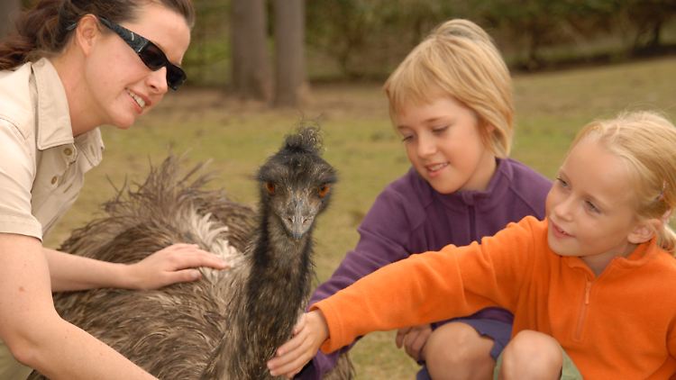 Emus sind die größten Vögel Australiens. Sie lassen sich im Lone Pine Koala Sanctuary bereitwillig streicheln.