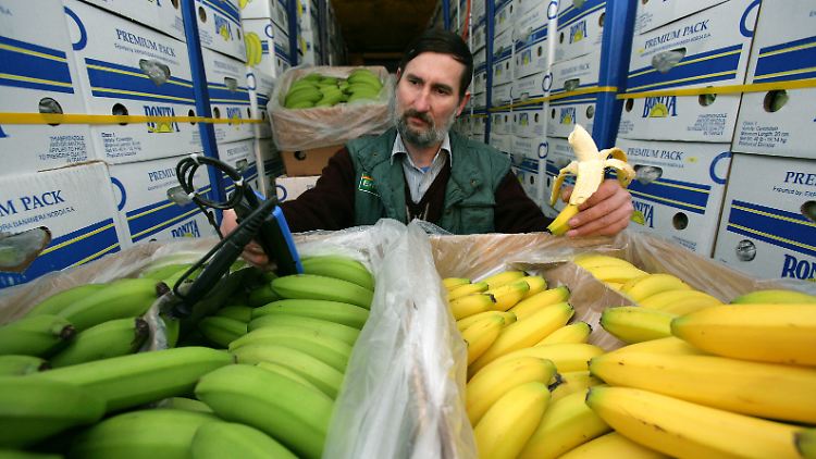 Die importierten Bananen werden erst in Deutschland gelb. Verantwortlich dafür ist das Gas Äthylen.