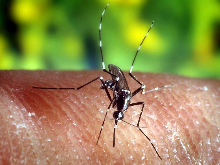 "Anopheles quadrimaculatus": eine Stechmücke, die Malaria übertragen kann.