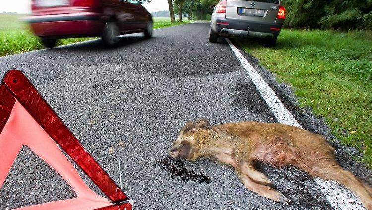 Autofahrer aufgepasst: Im Herbst ist die Gefahr für einen Wildunfall besonders hoch.