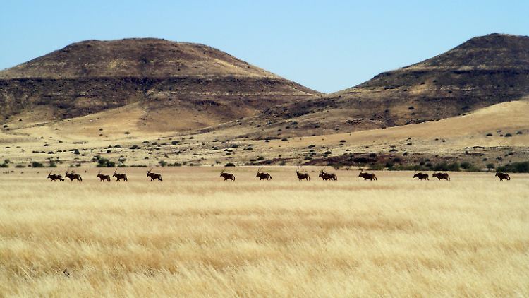 In der Wüste Namib grasen neben Nashörnern auch Antilopen.
