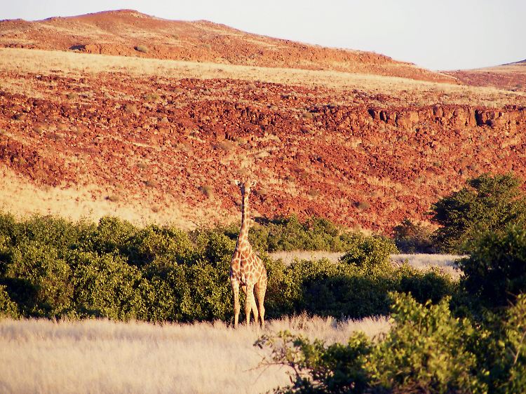 Eine kleine Giraffe stakst allein durch die Namib. Ihre Eltern wurden vielleicht von Löwen gefressen.