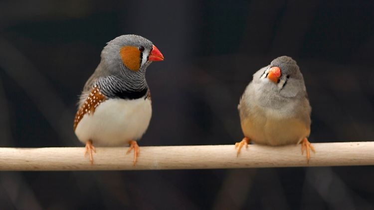 Verwandt oder nicht? Zebrafinken erkennen es am Geruch.