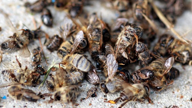 Tote Bienen in einer Imkerei in Freiburg.