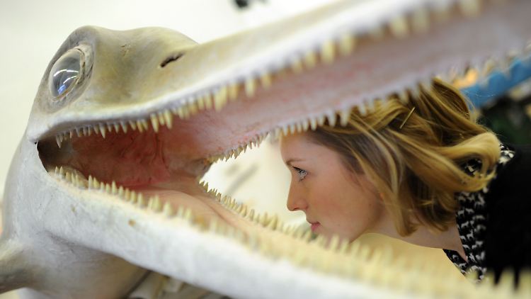 Das Lebendmodell des entdeckten Fischsauriers "Acamptonectes densus" im Naturhistorischen Museum in Braunschweig.