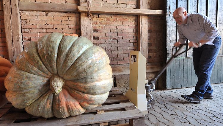 Das Prachtstück misst 3,60 Meter im Umfang und ist fast 376 Kilogramm schwer.