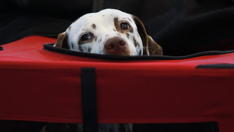 Hunde erkennen, wenn sie gemeint sind.