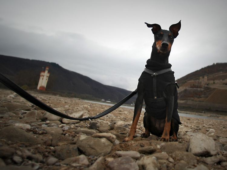 Nicht jedes Frauchen oder Herrchen versteht jedoch ihren oder seinen Hund.