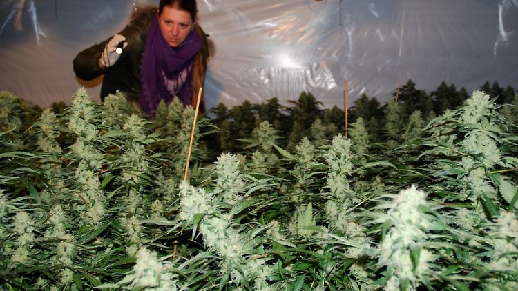 Die Polizei in Deutschland findet immer häufiger privat angelegte Hanfplantagen.