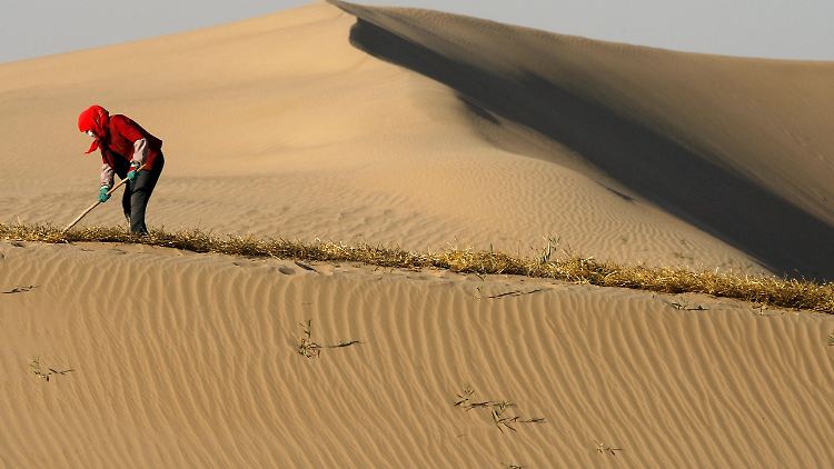 Ein chinesischer Arbeiter versucht mit einer Barriere aus Heu die Sanddünen zu stabilisieren und damit die Ausbreitung der Tengger-Wüste zu stoppen.