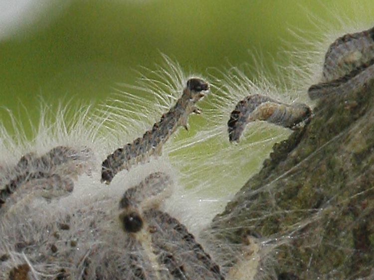 Schmetterlingsraupen: Die Verschiebund der Lebensräume könnte manchen Tierenarten die Nahrungsgrundlage entziehen.