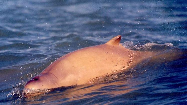 Der Irawadi-Delfin (Orcaella brevirostris) ist eigentlich ein kleiner Wal, der meist den Delfinen zugeordnet wird.