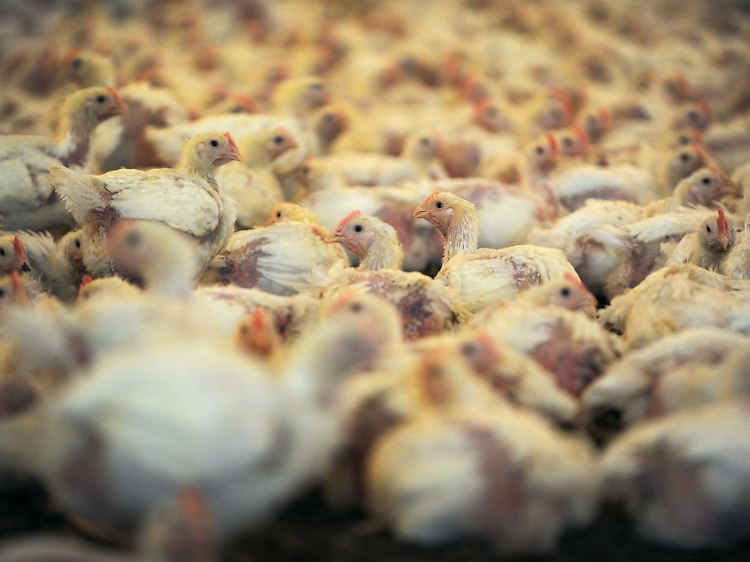 96 Prozent aller Masthähnchen werden mit Antibiotika behandelt, obwohl der Einsatz nur bei kranken Tieren erlaubt ist.
