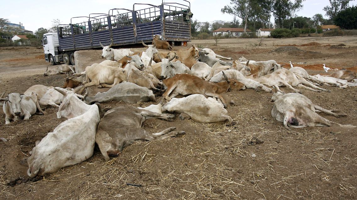 Kenia wird derzeit von einer verheerenden Dürre heimgesucht. (Tote und verdurstende Kühe in Athi River)