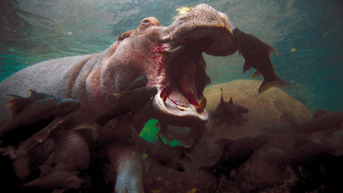 Wenn der Regen nicht ausbleibt: Flusspferd und Fische unter Wasser im Nationalpark Tsavo West in Kenia. (Archivbild von 2001)