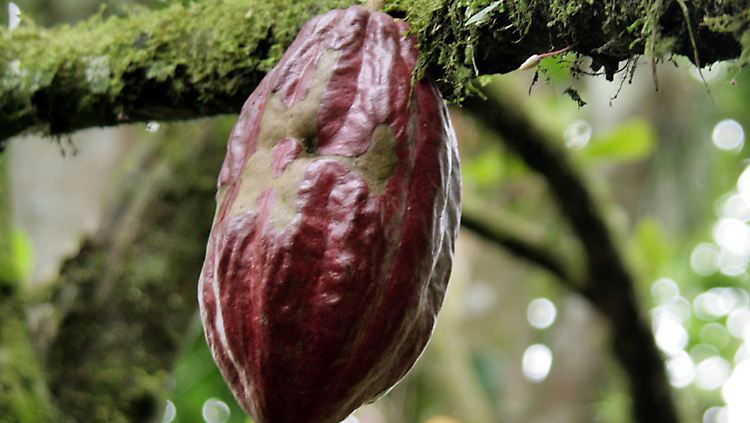 Kakao-Frucht in Ecuador: Forscher haben nachgewiesen, dass Kakao schon vor mindestens 5300 Jahren im Südosten des heutigen Ecuador angebaut wurde.