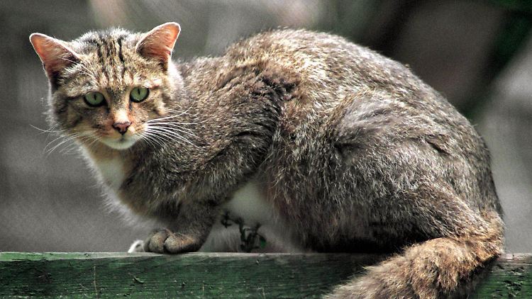 Katzen dürfen umherstreunen. Die Nachbarwohnung ist allerdings Tabu.