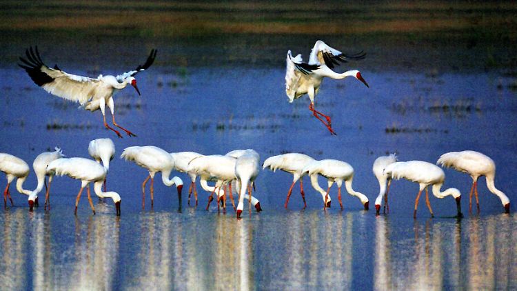 Aus Sibirien, der Mongolei, aus Japan, Korea und den nördlichen Teilen Chinas kommen Kraniche ins Naturschutzgebiet Poyang. Sie teilen sich die Feuchtgebiete mit einer halben Millionen Wasservögeln, die dort ihr Winterquartier aufschlagen.