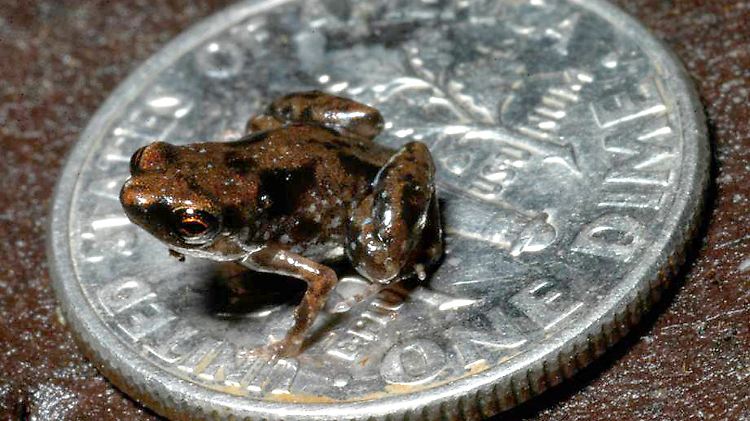 Ein Paedophryne amauensis, zum Größenvergleich auf einer US-Dime-Münze.