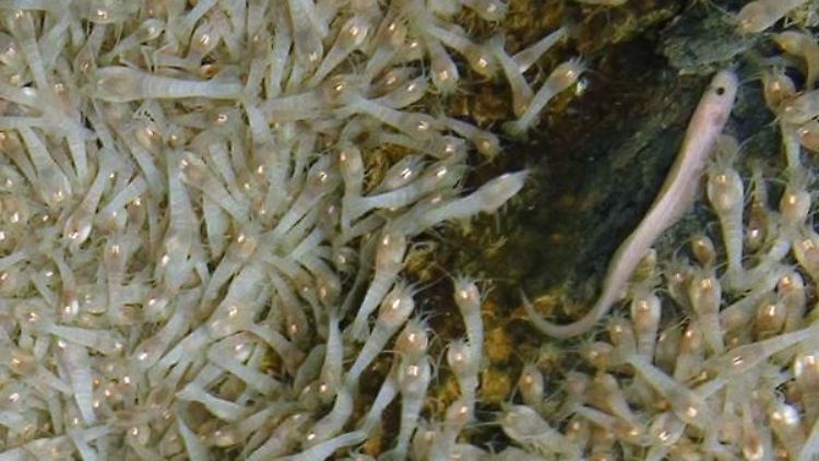 Die Aufnahme zeigt zwei der neu entdeckten Arten: Krabben, die mit einem lichtempfindlichen Organ ausgestattet sind, und dazwischen einen blassen, schlangenähnlichen Fisch.