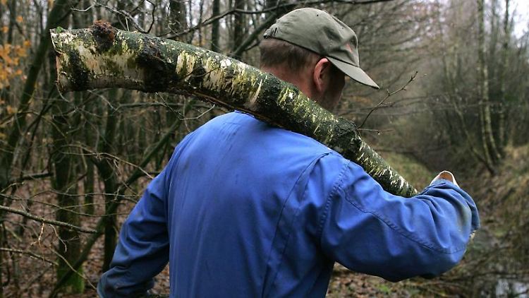 Wer im Wald selbst Brennholz schlagen will, braucht oft einen entsprechenden Führerschein. 