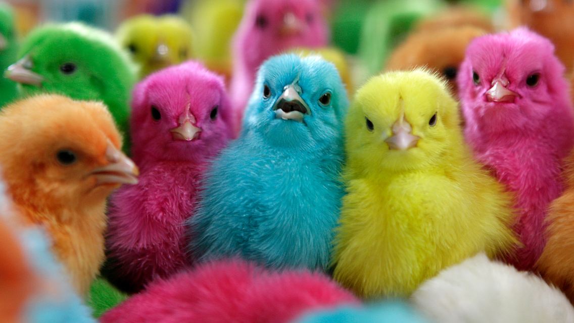 paintedchicks.jpg