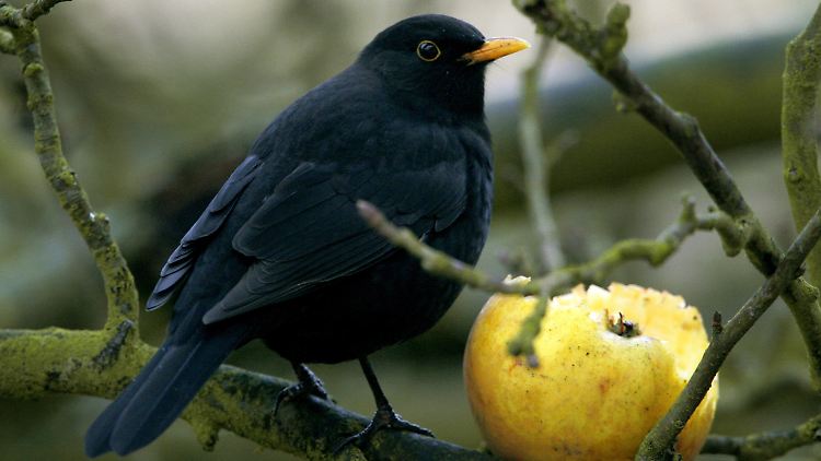 Die Amsel ist ein äußerst kreativer Sänger.